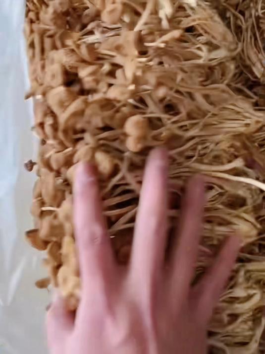 平时吃腻了鸡鸭鱼肉可以这个香喷喷的茶树菇炒着吃