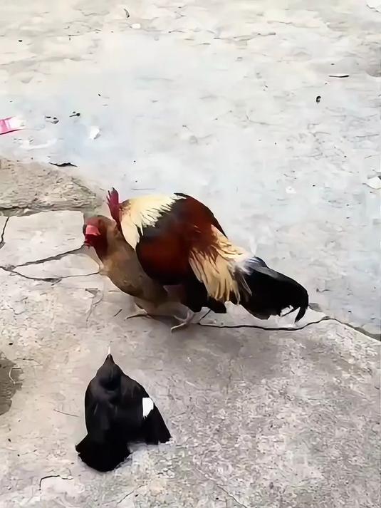 一只公鸡正在欺负一只母鸡,旁边的一只八哥却是想要趁火打劫