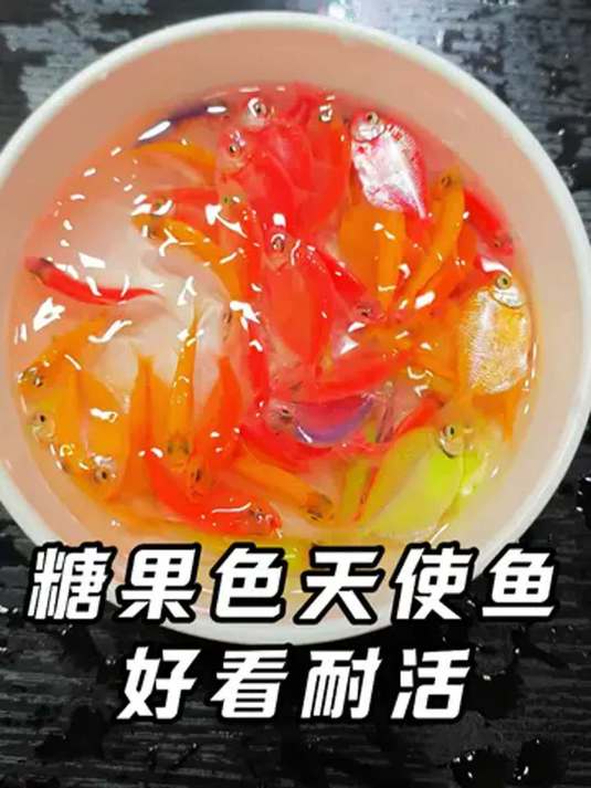 天使鱼美又好养,过年放家中,心情愉悦超轻松