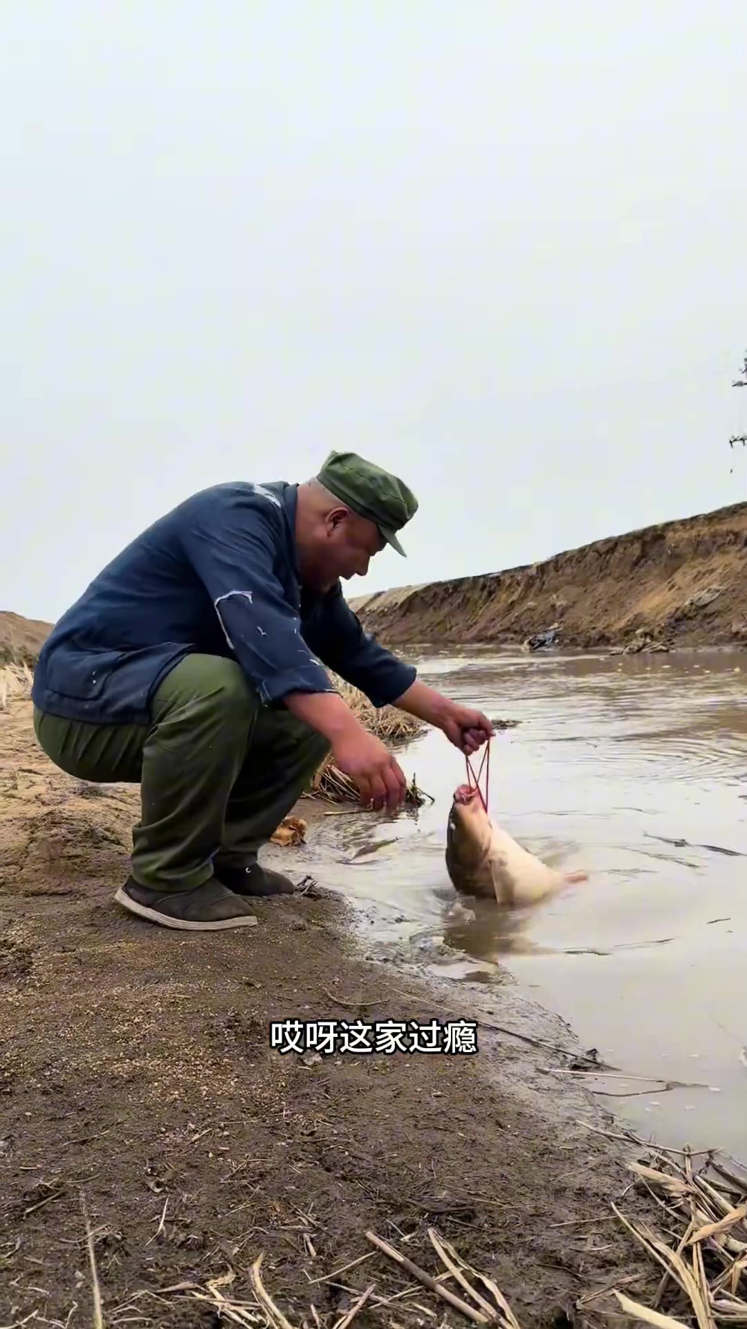 这么新鲜的人工养殖大鲤鱼必须做塔拉肉