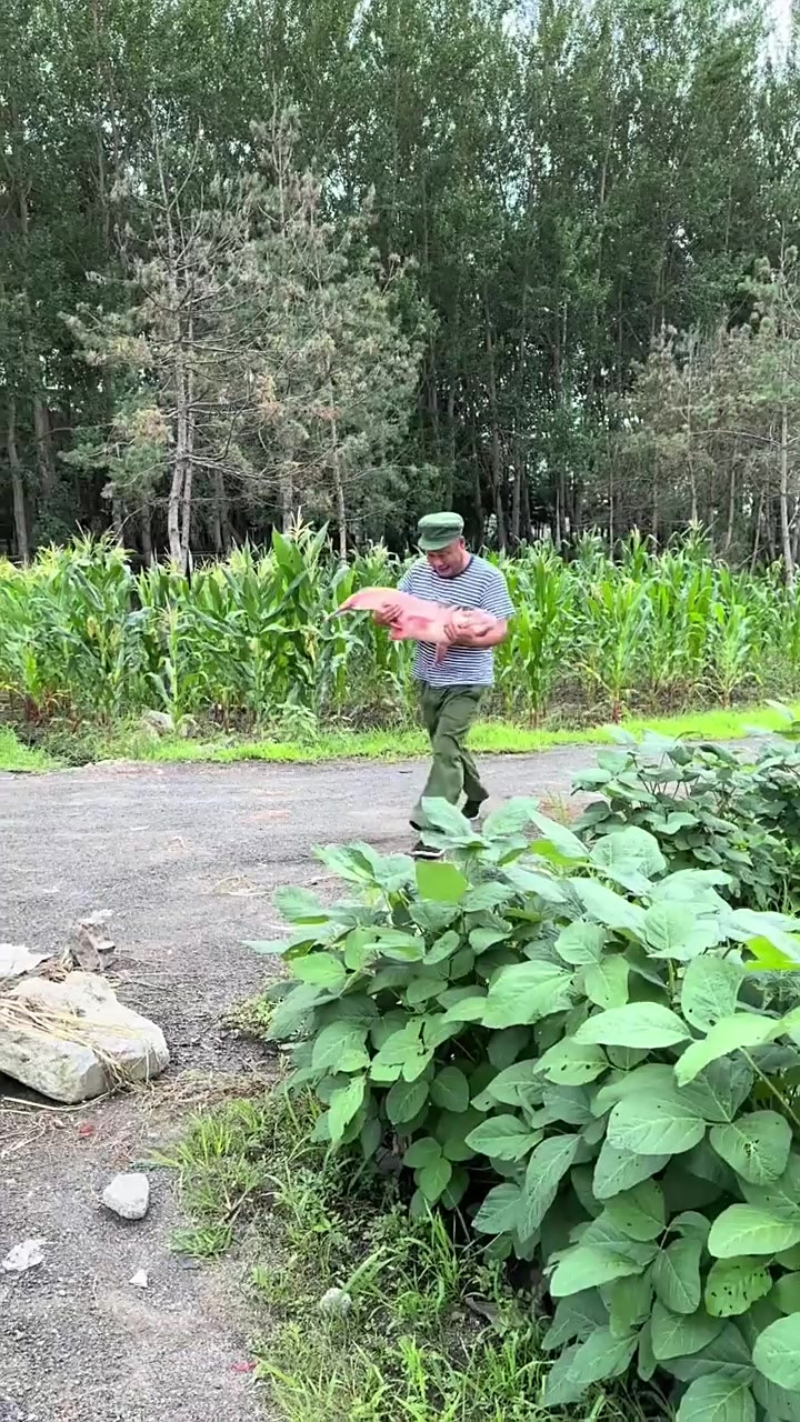 这大鱼真肥实,多做几个吃法,一次吃够