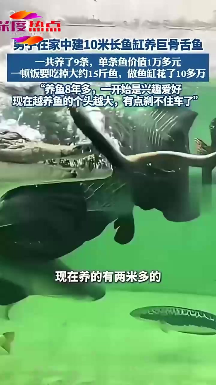 男子在家中建10米长鱼缸养巨骨舌鱼：一共养了9条，单条鱼价值