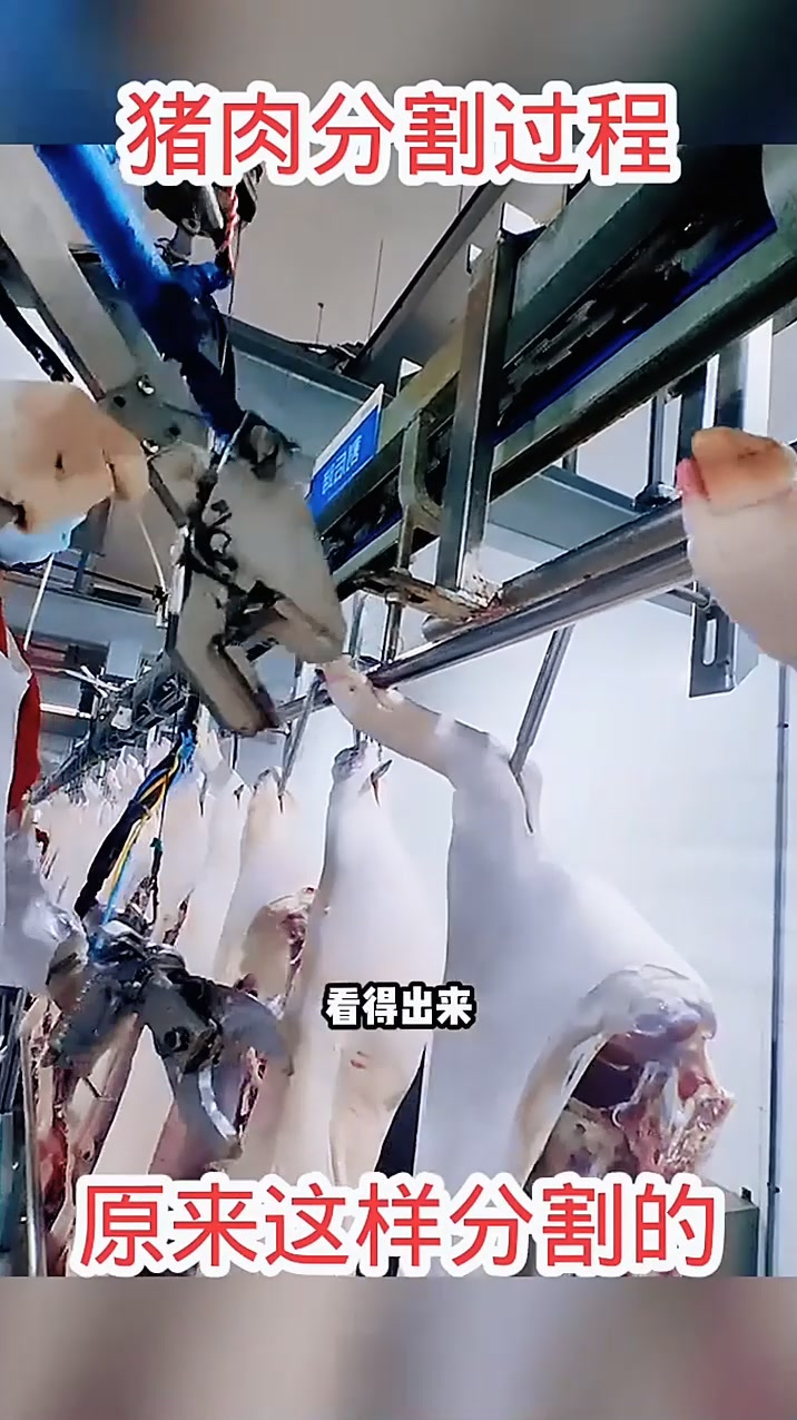 猪肉分割过程,原来这样分割的!