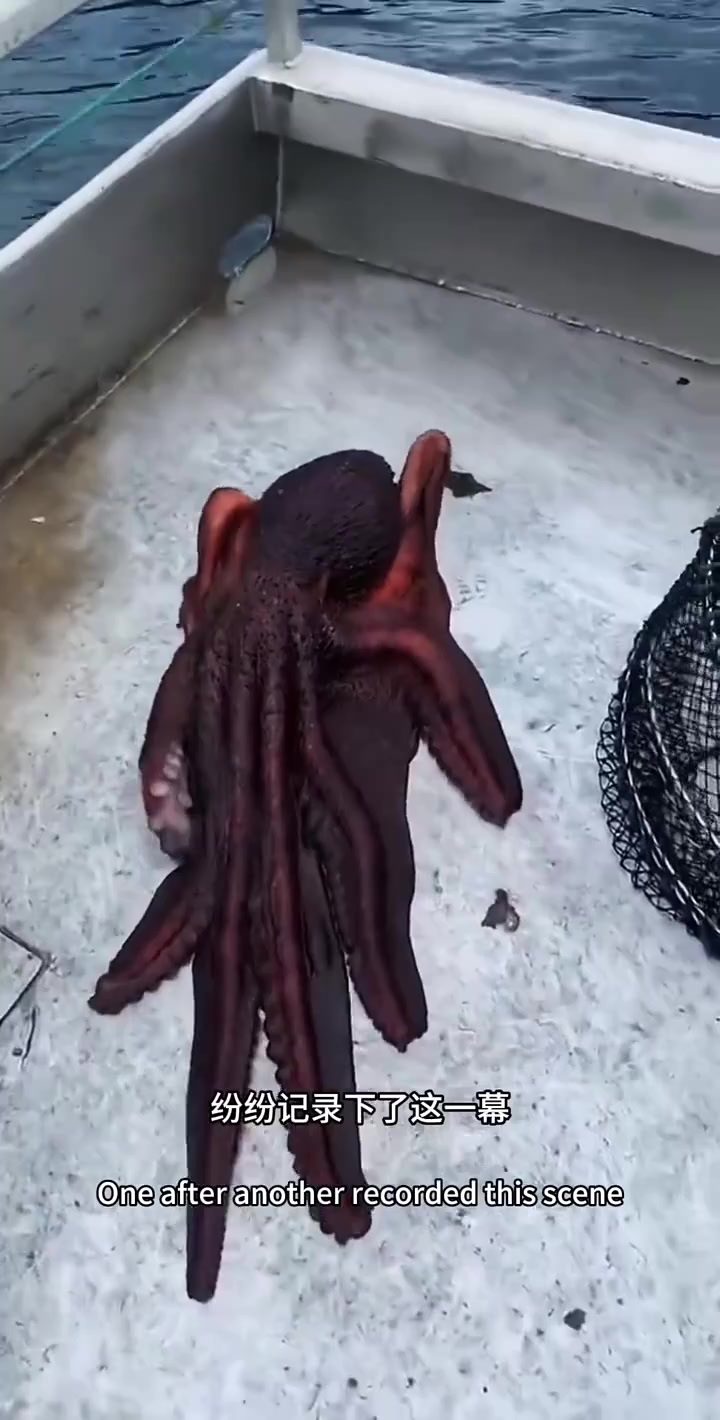 《章鱼越狱:渔网中的逃脱奇迹与生存智慧》