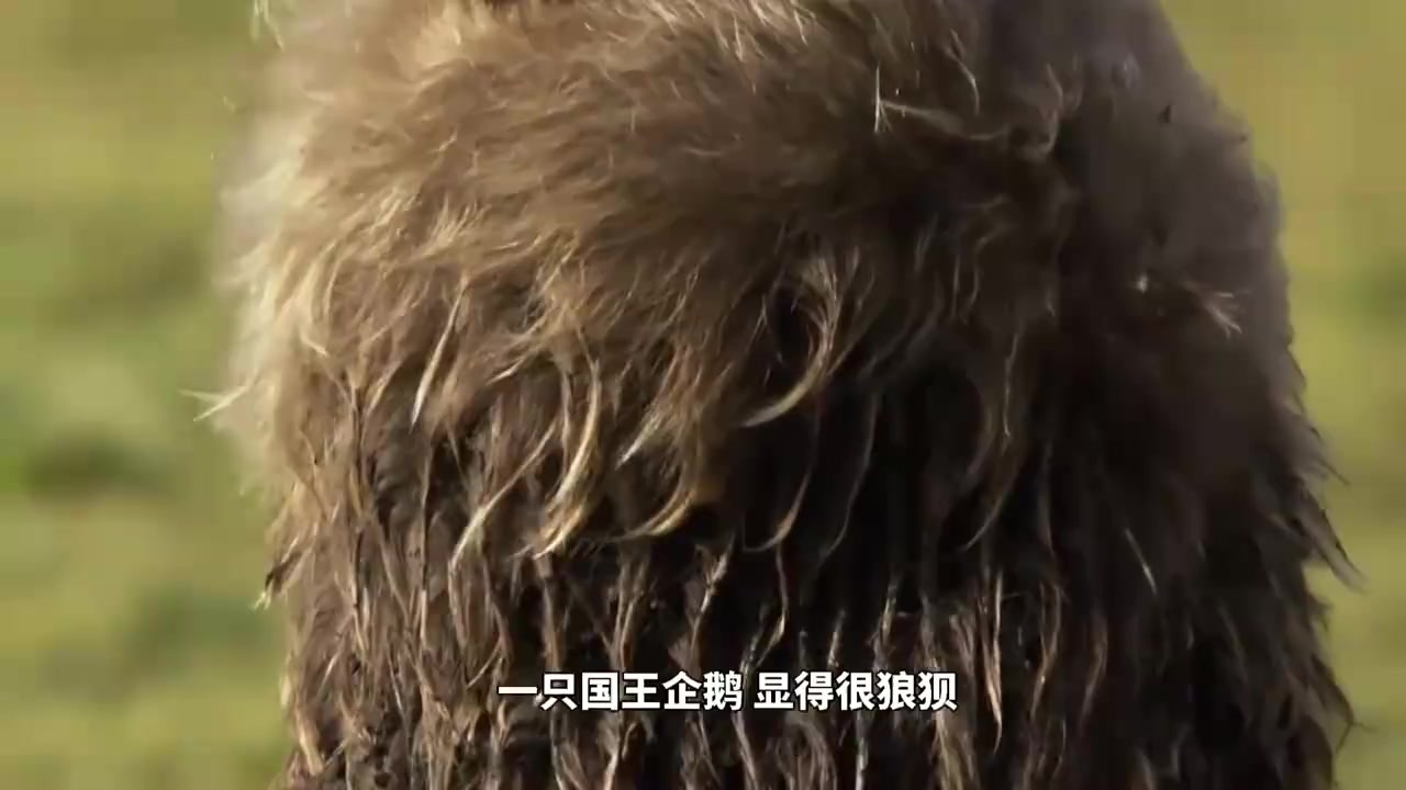 孤独国王企鹅的成长之路:寻找父母的艰辛历程与呼唤