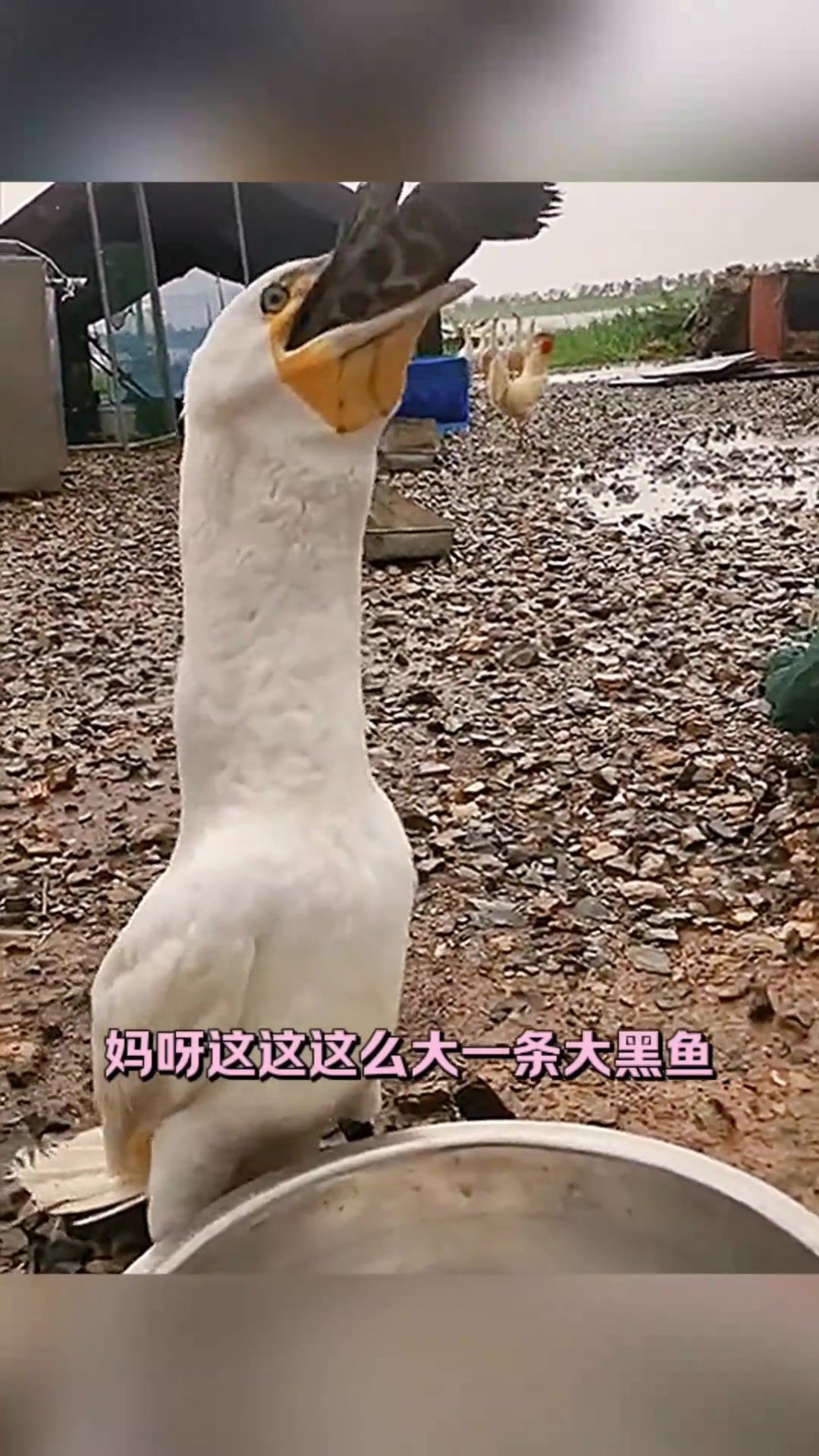 “到底是什么鸟?生吞巨型黑鱼的惊人瞬间!”