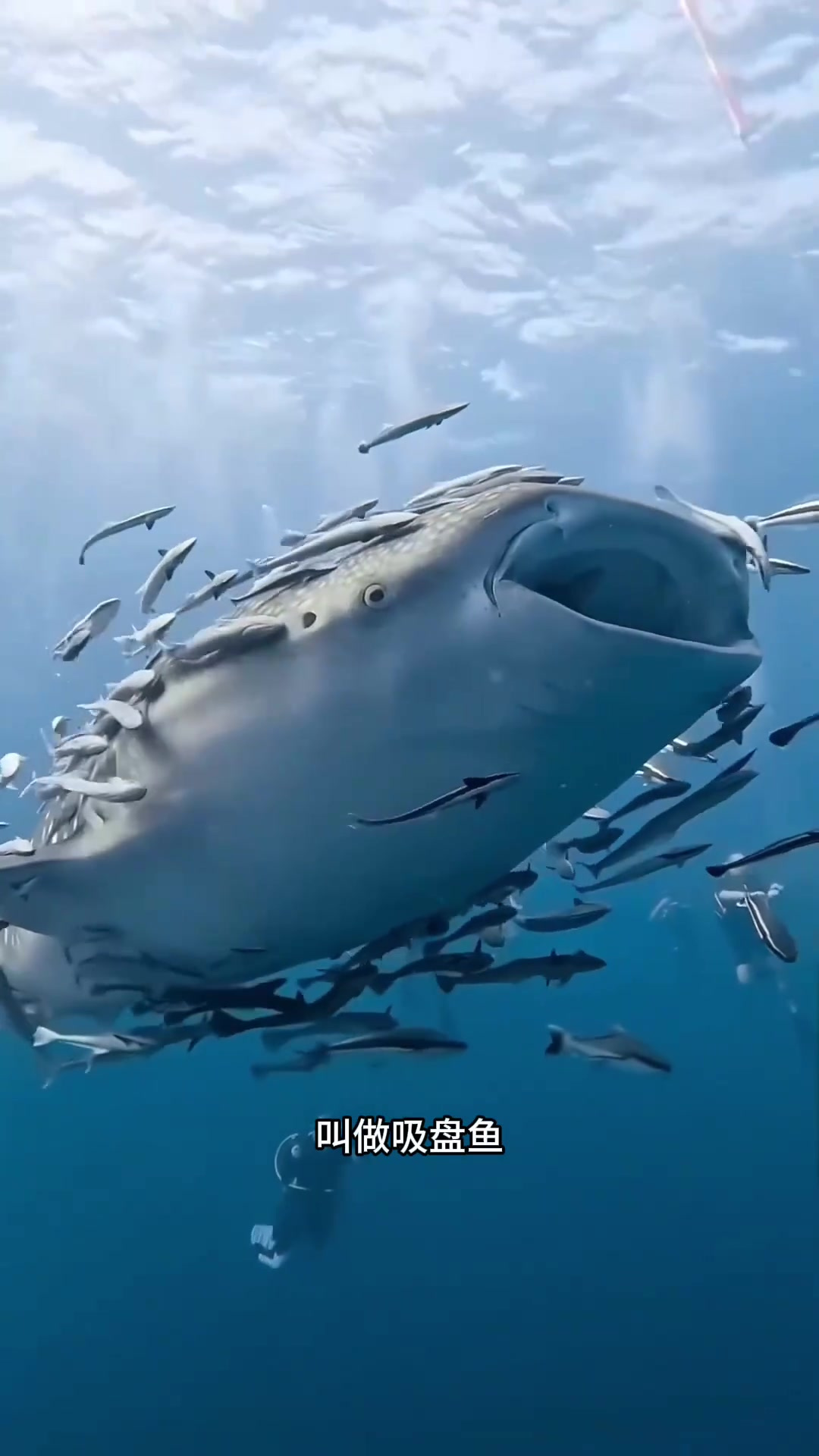 海洋中懒惰的吸盘鱼:依附巨兽,享受免费生活的奇妙方式