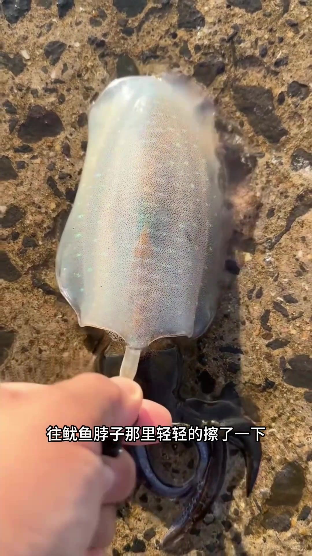 神奇瞬间:鱿鱼脖子轻铲变色,揭秘水中生物的奥秘!