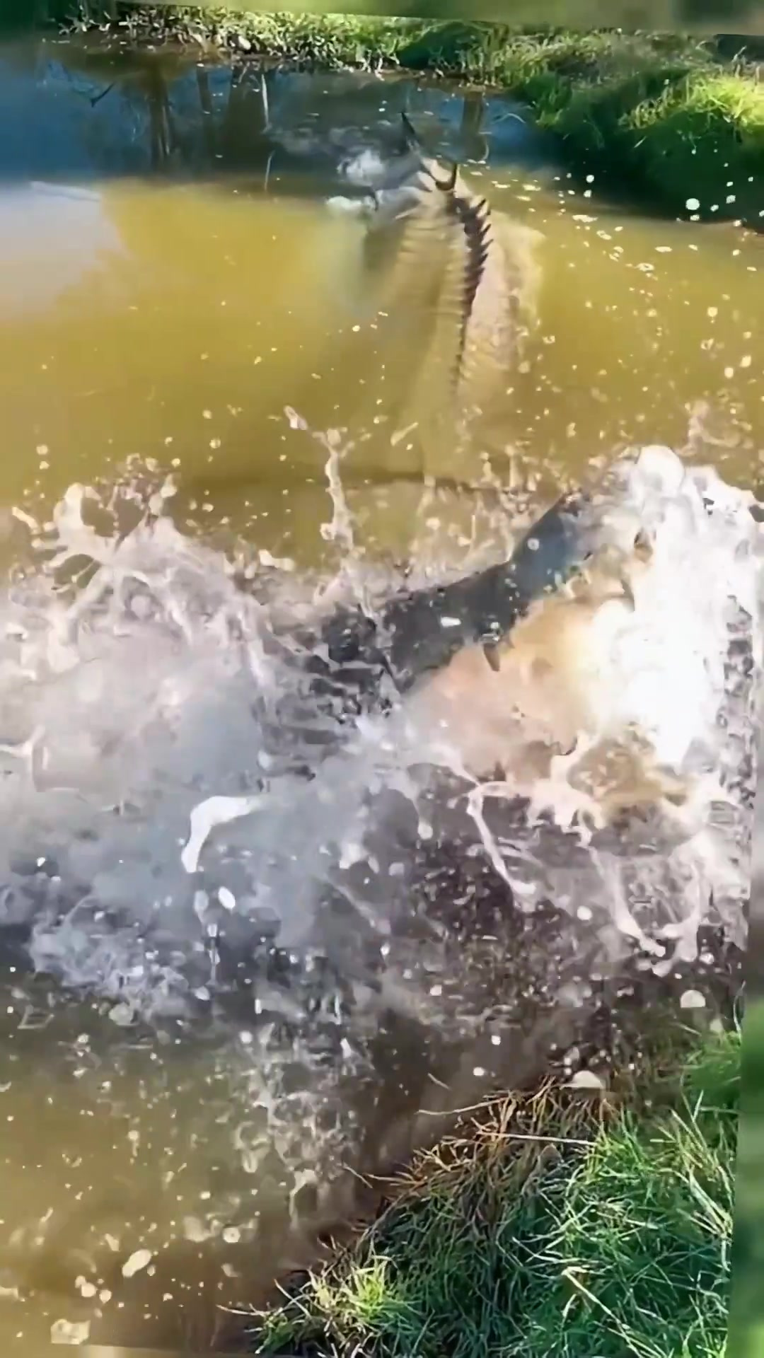 兄弟们目睹巨大鳄鱼,惊叹不已