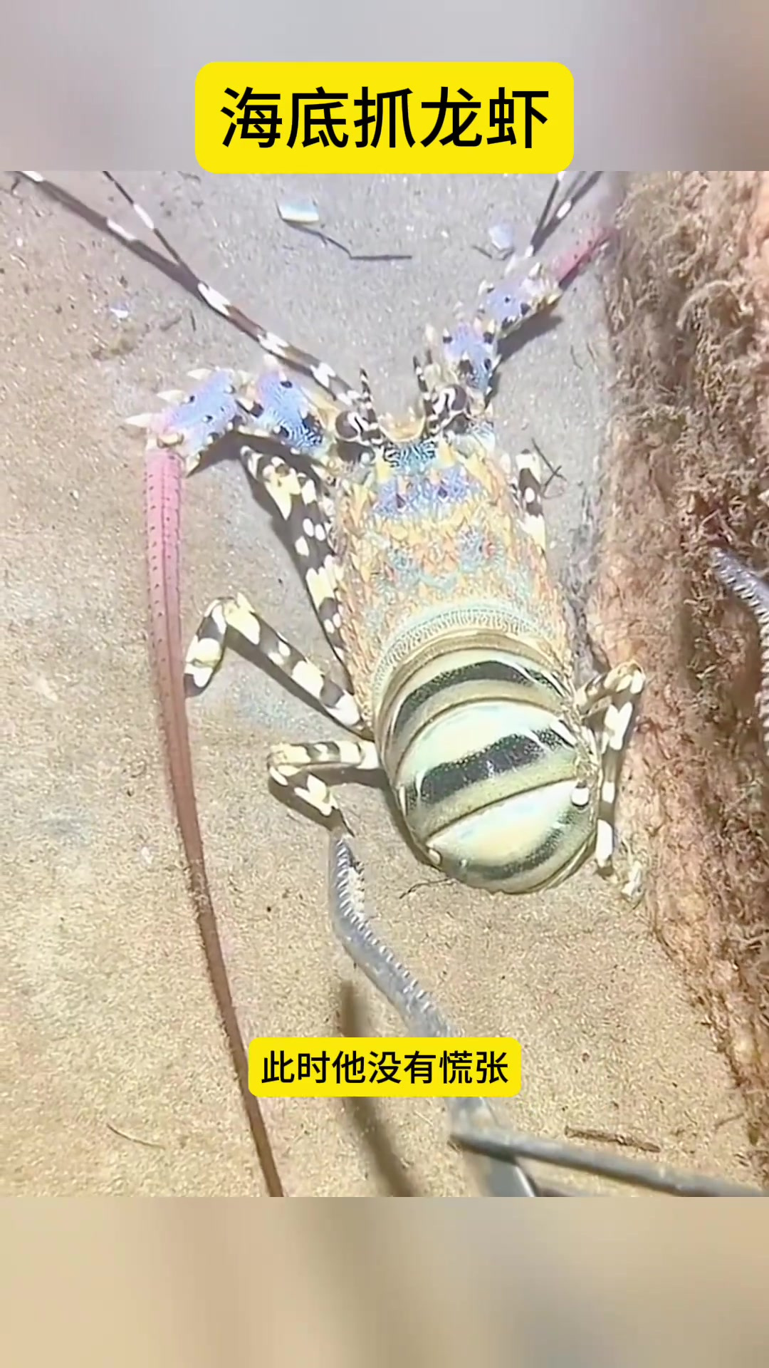潜水员捕捉海底巨型大龙虾的惊险瞬间与技巧展示