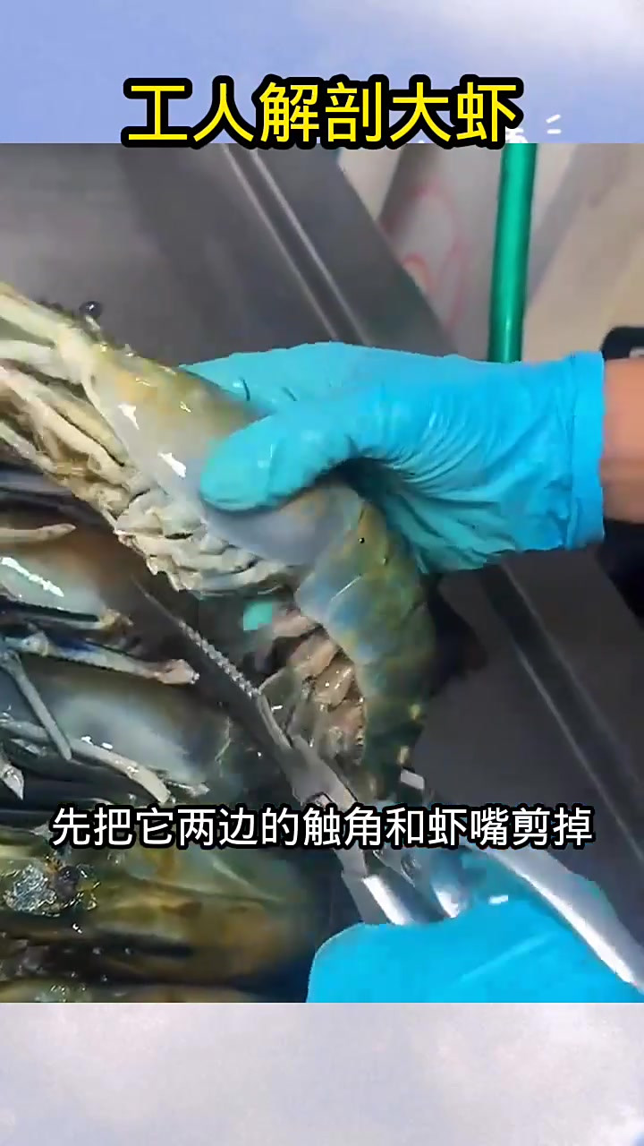 工人解剖大虾,肥美肉多!