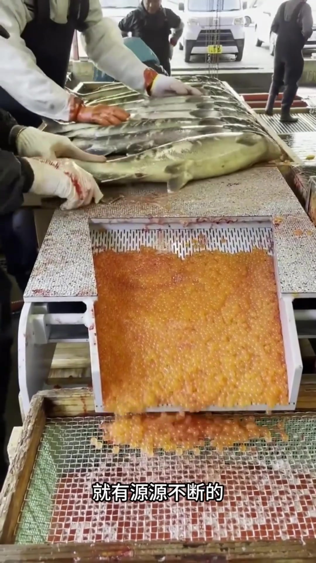 鱼子酱加工揭秘:黄色鱼子为何与黑色鱼子有别?