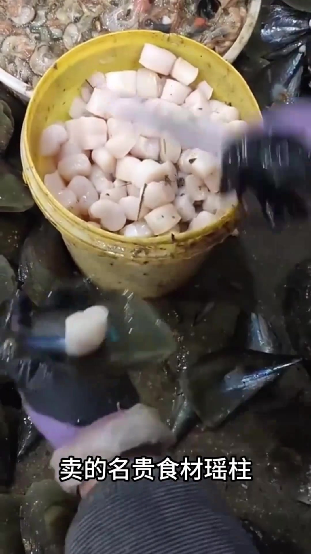 “揭秘瑶柱真相:干货市场名贵食材背后的蚌壳肉故事”