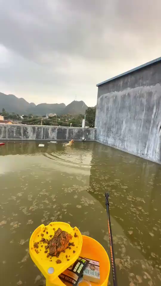 爱钓鱼的涛涛:好不容易搞个大红鲤鱼还脱钩了!