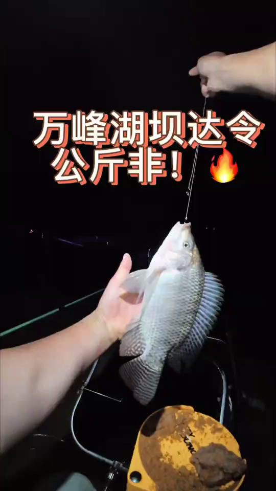 涛哥爱钓鱼：探钓万峰湖上游坝达令！鱼情暴躁炸杆切线