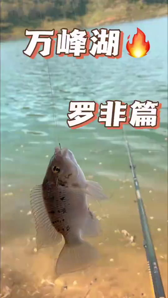涛哥爱钓鱼：果然，万峰湖，旧寨的鱼还是一如既往的好钓！