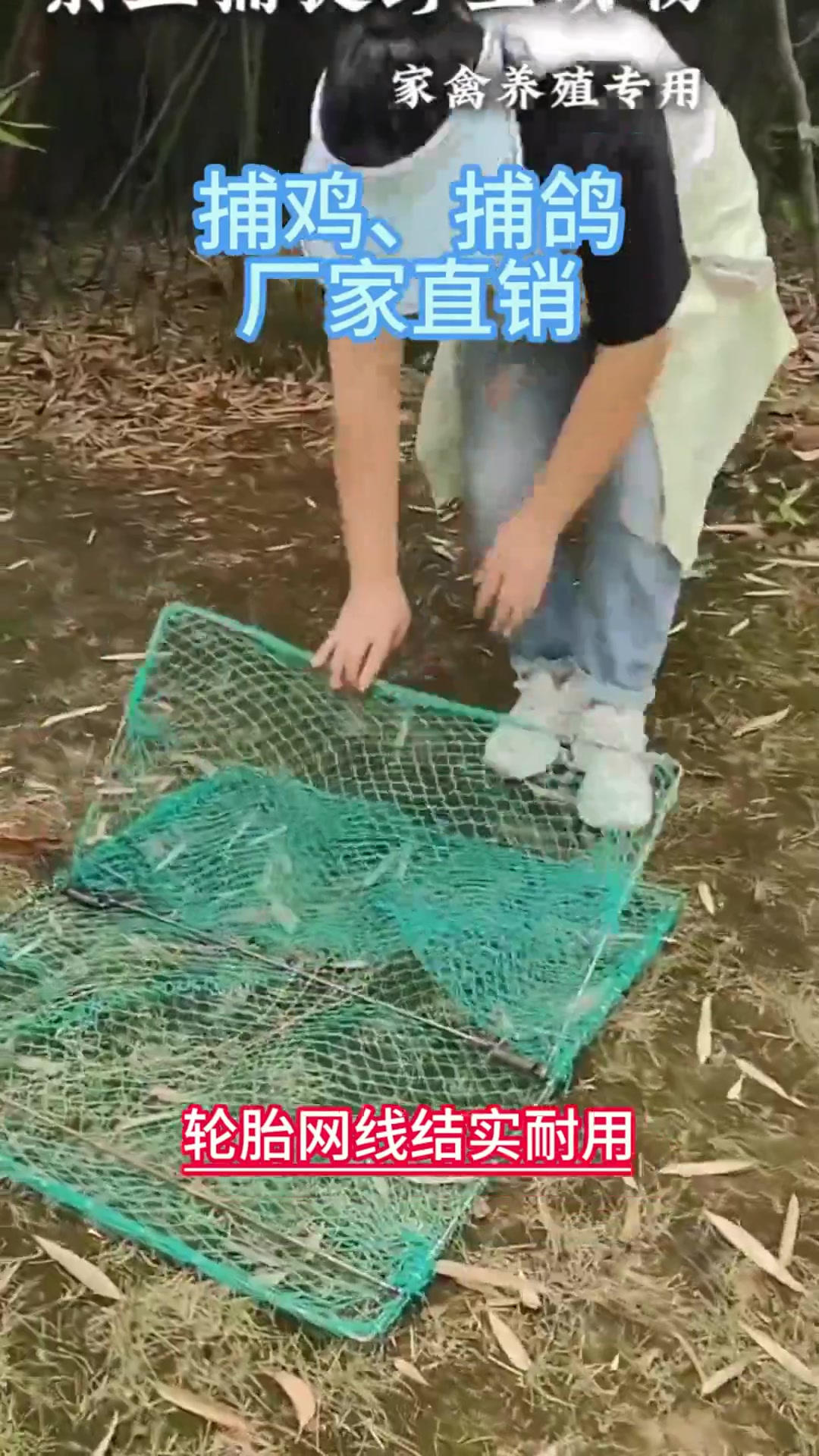 捕鸡网中的 “战斗机”!性能拉满抓萧山鸡