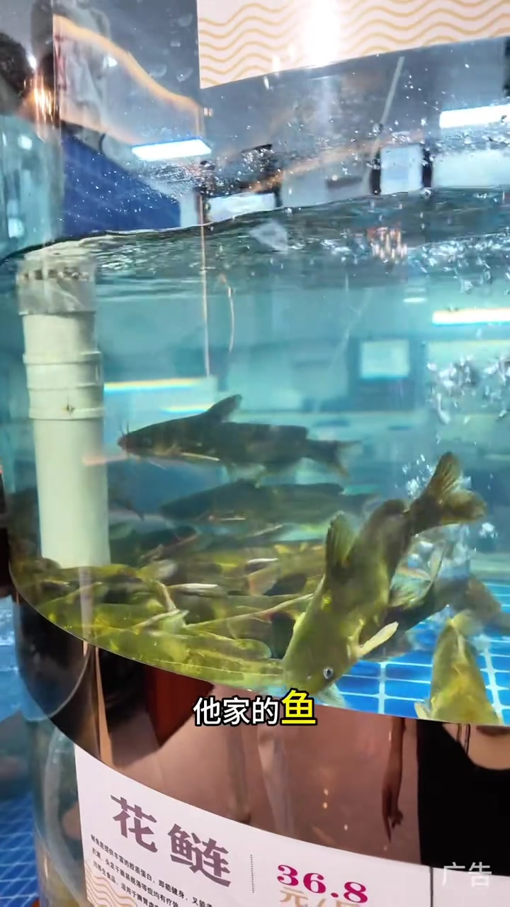 老船舫,锅底现炒活鱼现顿味道就是好