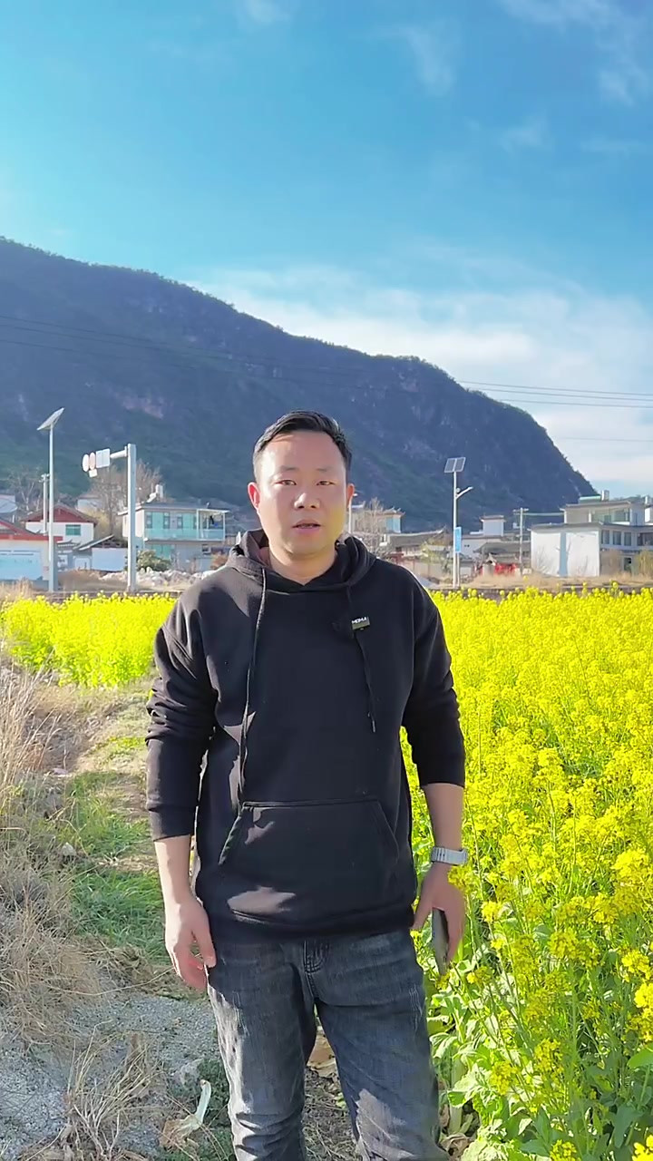 油菜花开了,这样拍简单又好看