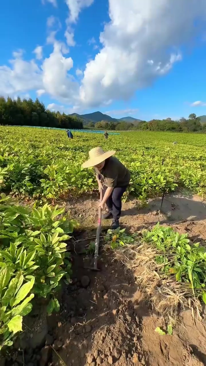 东北三宝之一,长白山鲜人参