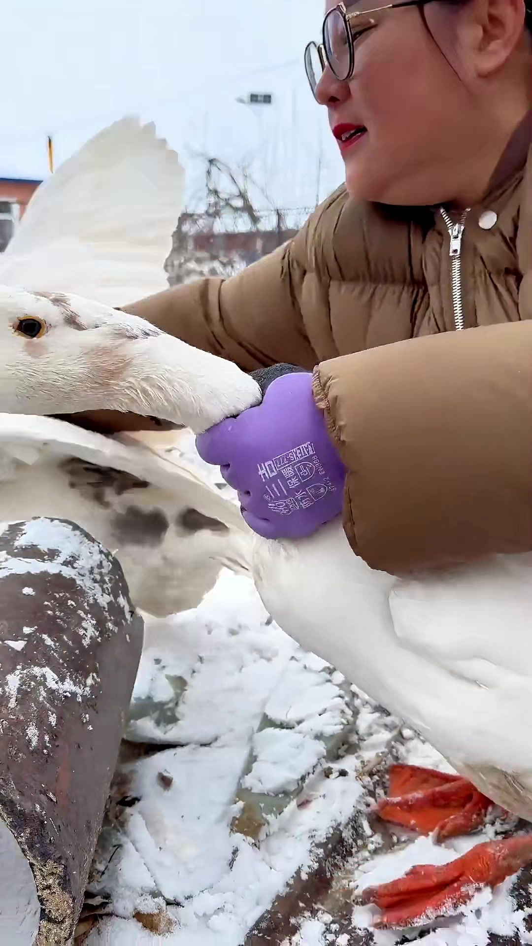 铁锅炖大鹅，框框就是壳！