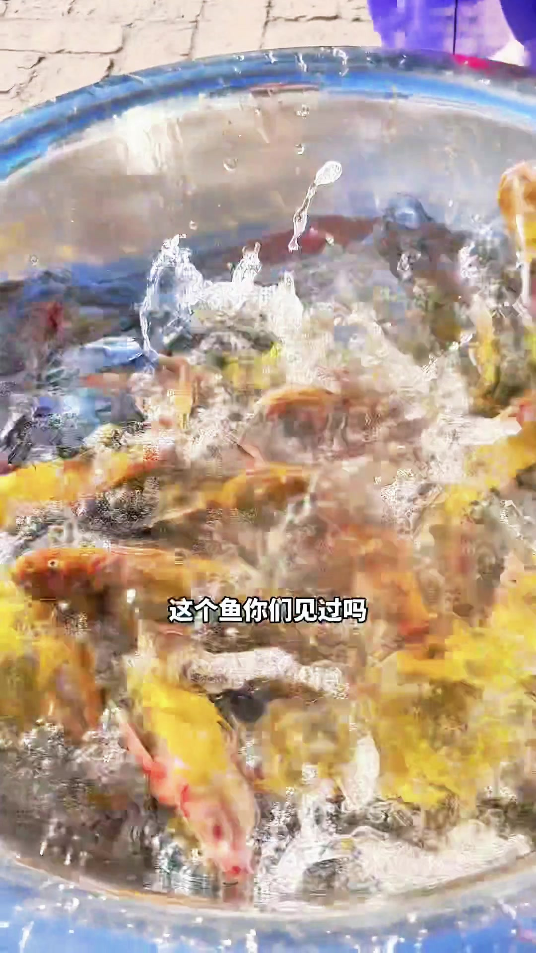 东北猫冬生活，这个鱼你们见过吗