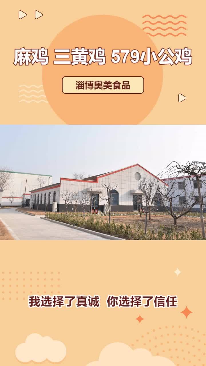 579小公鸡价格 冷冻小公鸡价格 579小公鸡加工