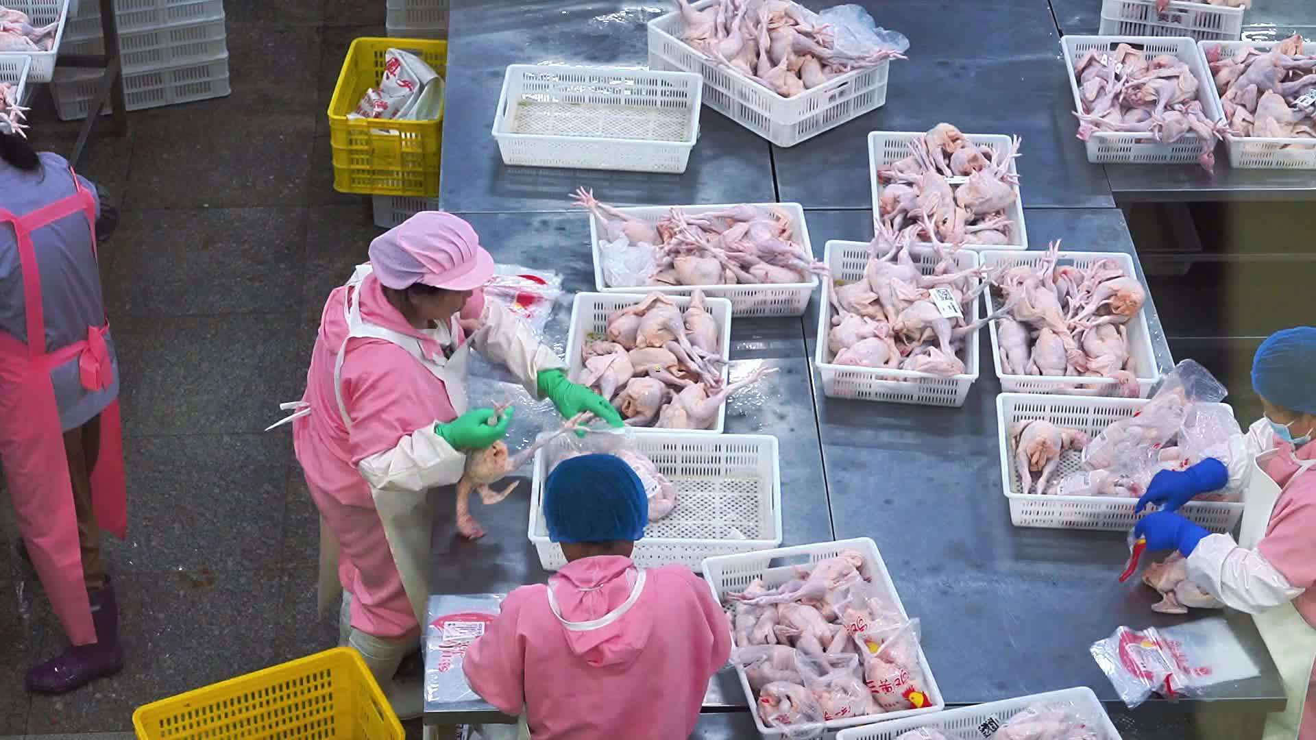 冷鲜麻鸡价格 三黄鸡厂家