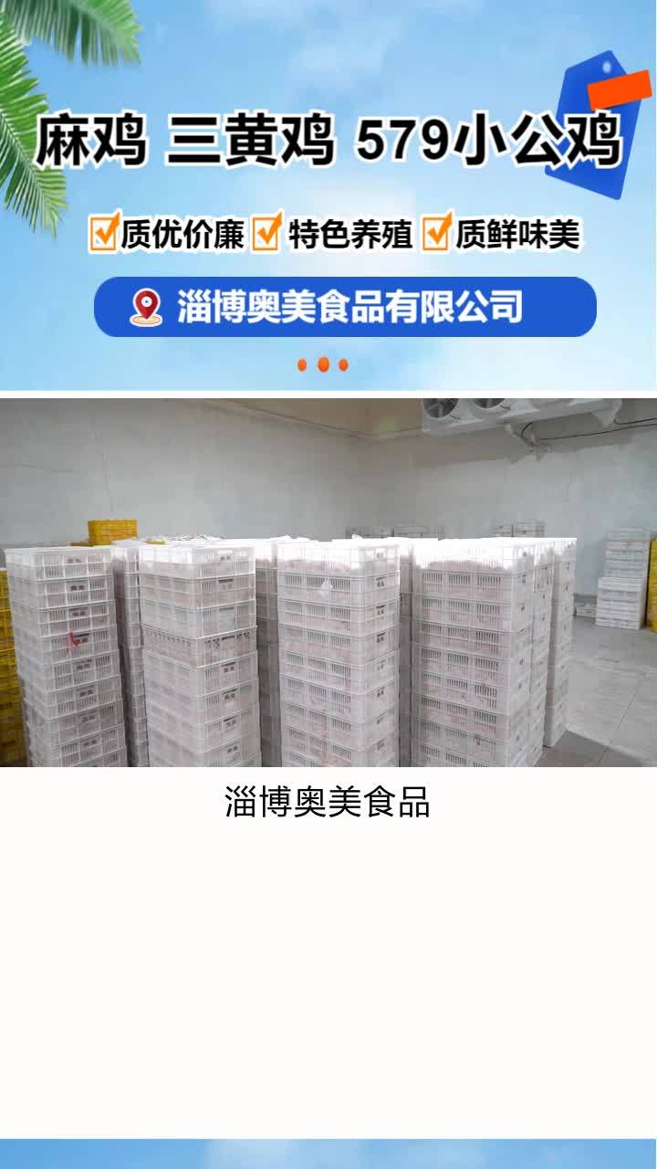 小公鸡哪家好 三黄鸡生产厂家 579小公鸡价格