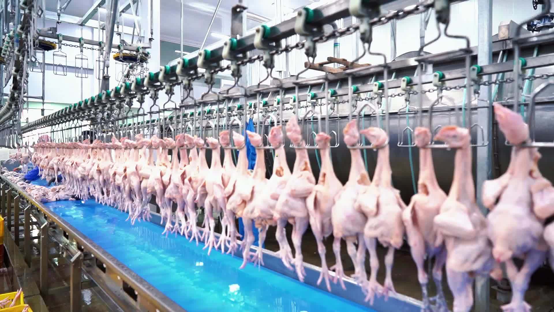 冷鲜小公鸡供应商 冷冻小公鸡价格
