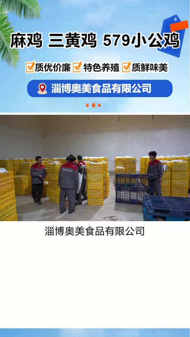 冷冻麻鸡供应商 小公鸡价格 小公鸡生产厂家
