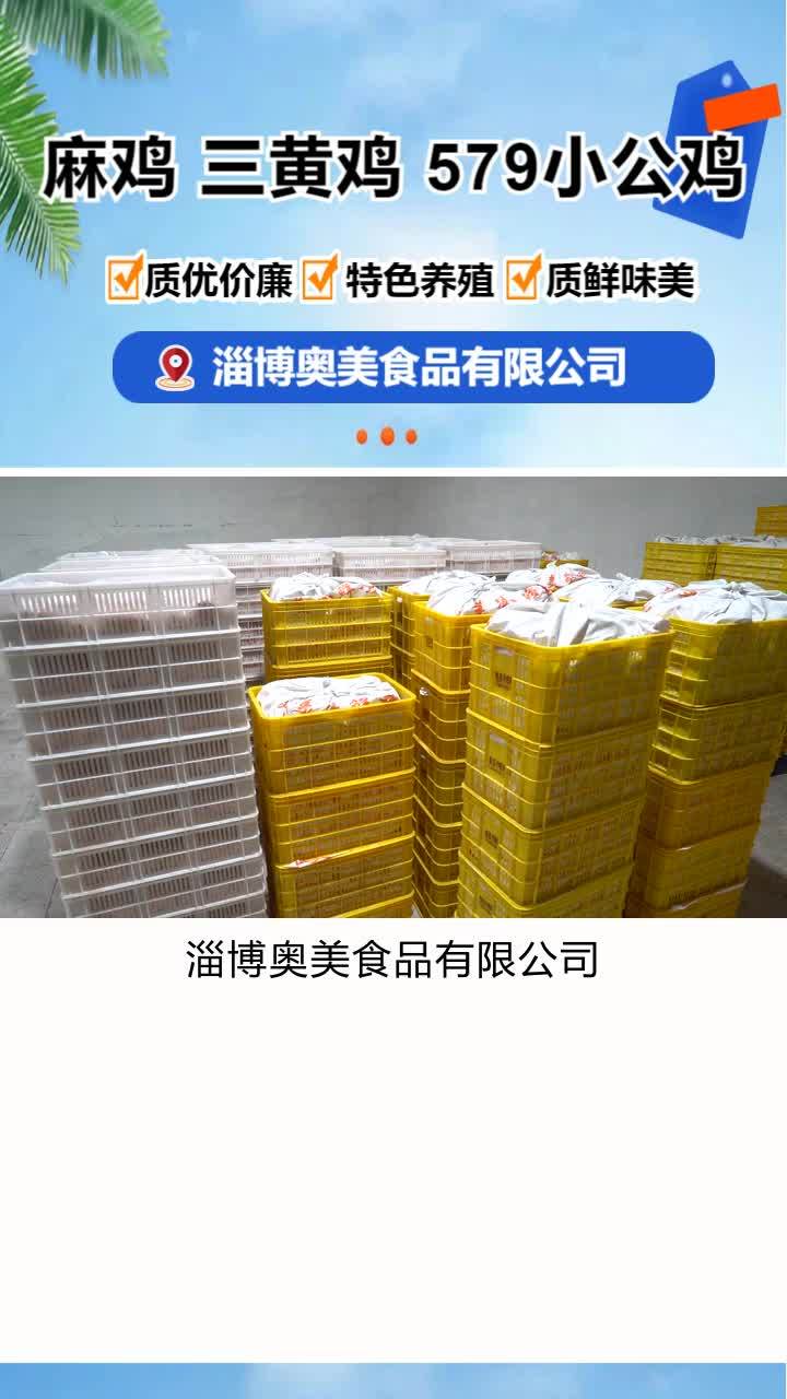 579小公鸡批发 冷冻麻鸡哪家好 579小公鸡批发