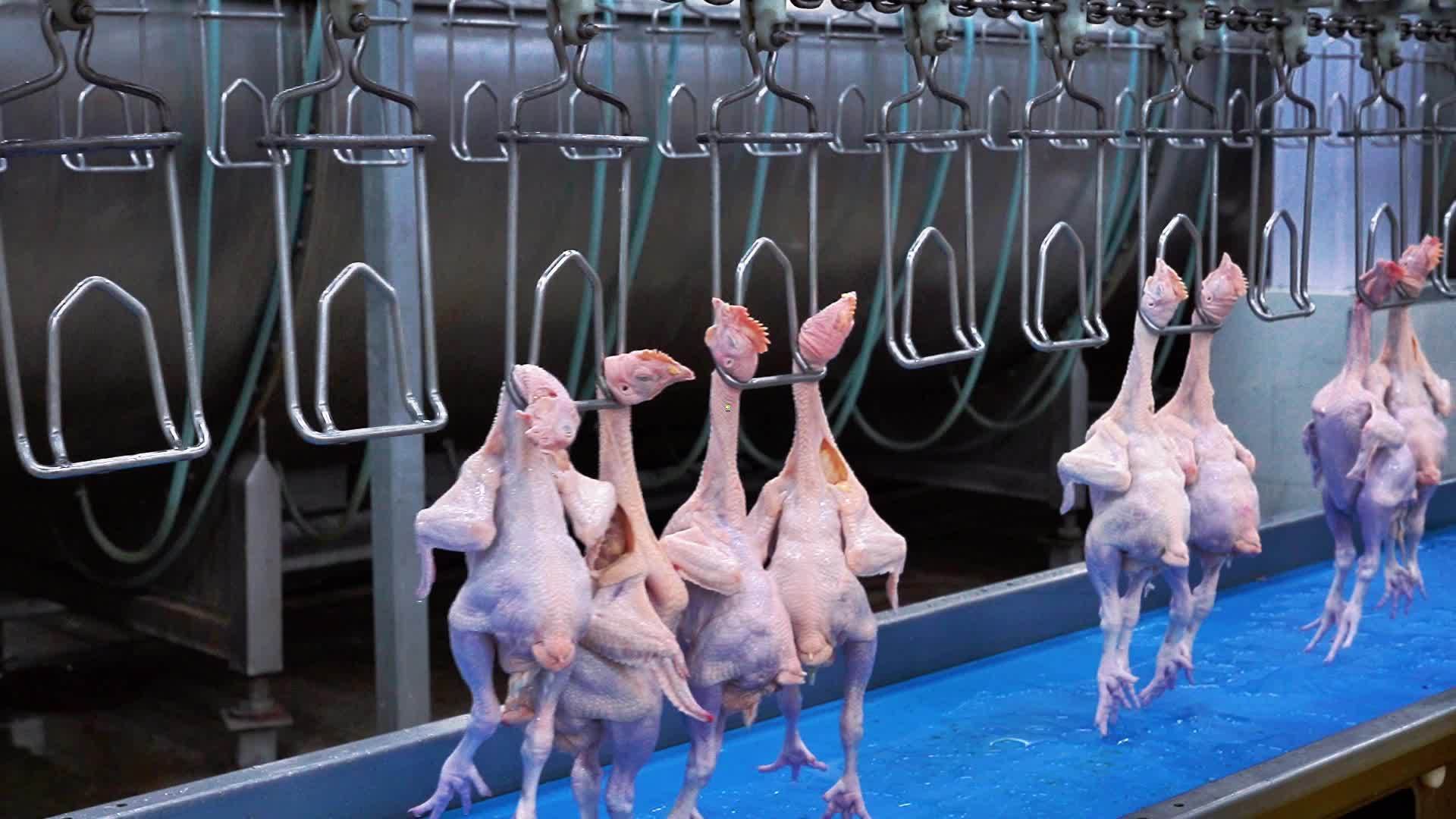 麻鸡加工厂 冷鲜579小公鸡加工