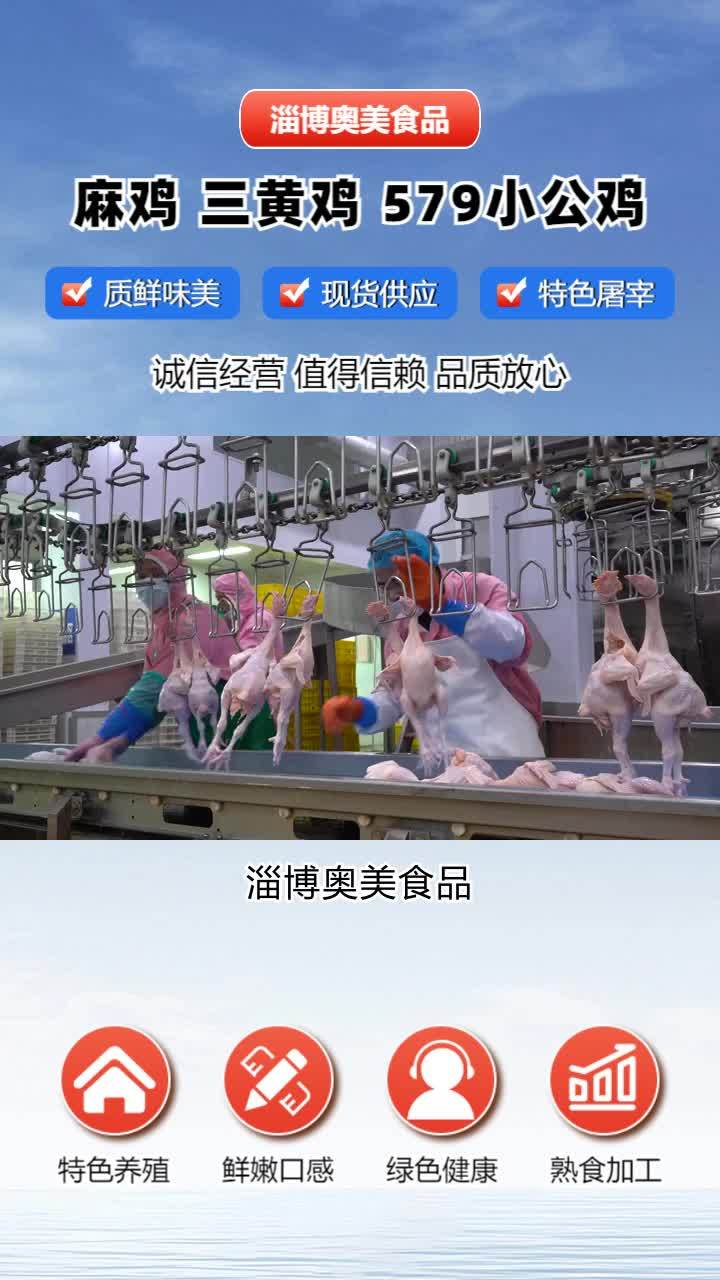 冷冻小公鸡哪家好 冷冻579小公鸡加工厂