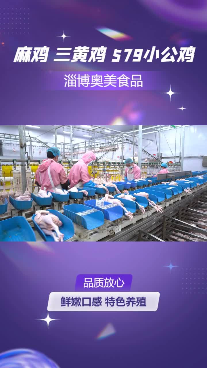 579小公鸡价格 三黄鸡供应链