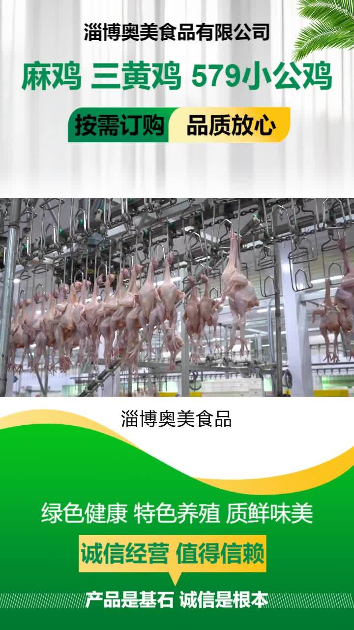579小公鸡价格 小公鸡哪家好