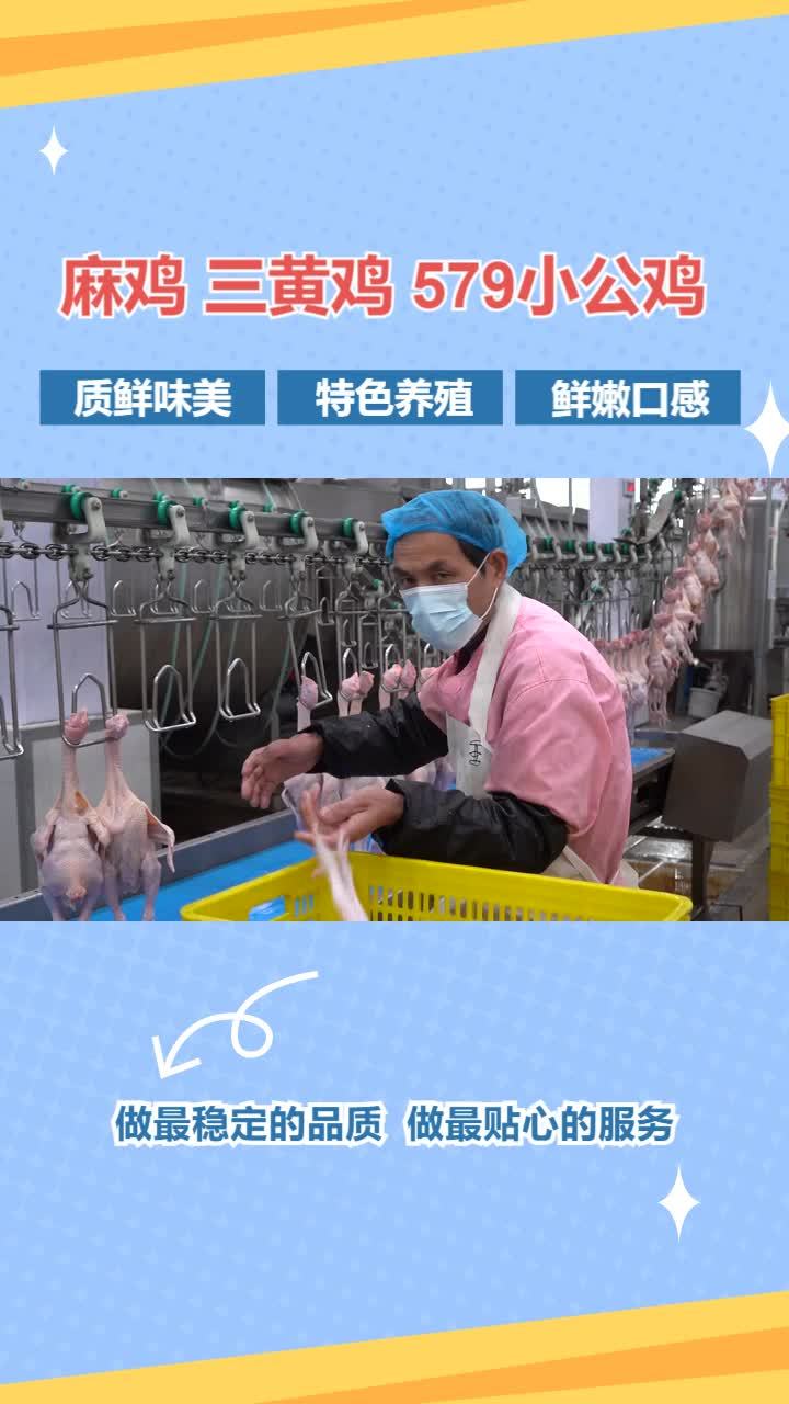 冷冻三黄鸡加工厂 冷冻579小公鸡厂家