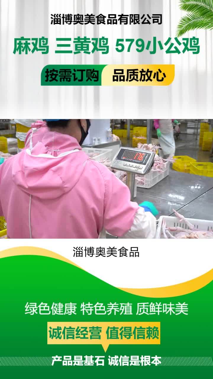 579小公鸡价格 579小公鸡价格