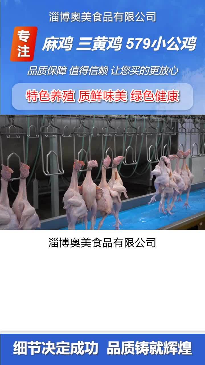 冷鲜579小公鸡加工厂 冷冻麻鸡价格