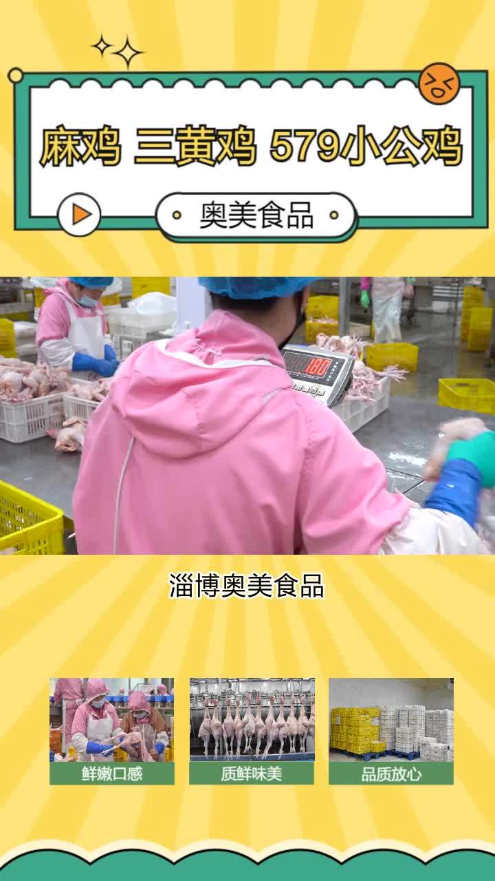 三黄鸡供应链 579小公鸡生产厂家