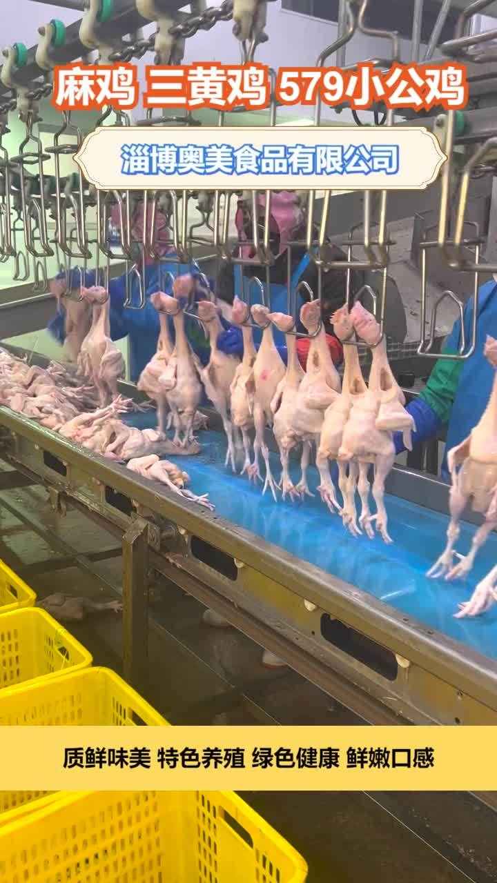 579小公鸡加工厂 冷冻三黄鸡供应商