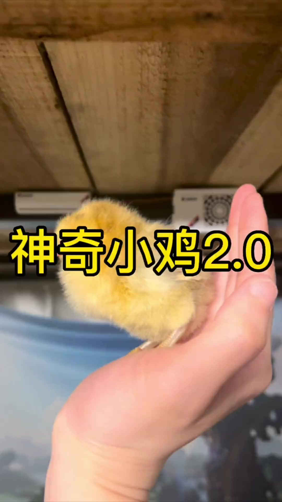 神奇小鸡真能生啊！