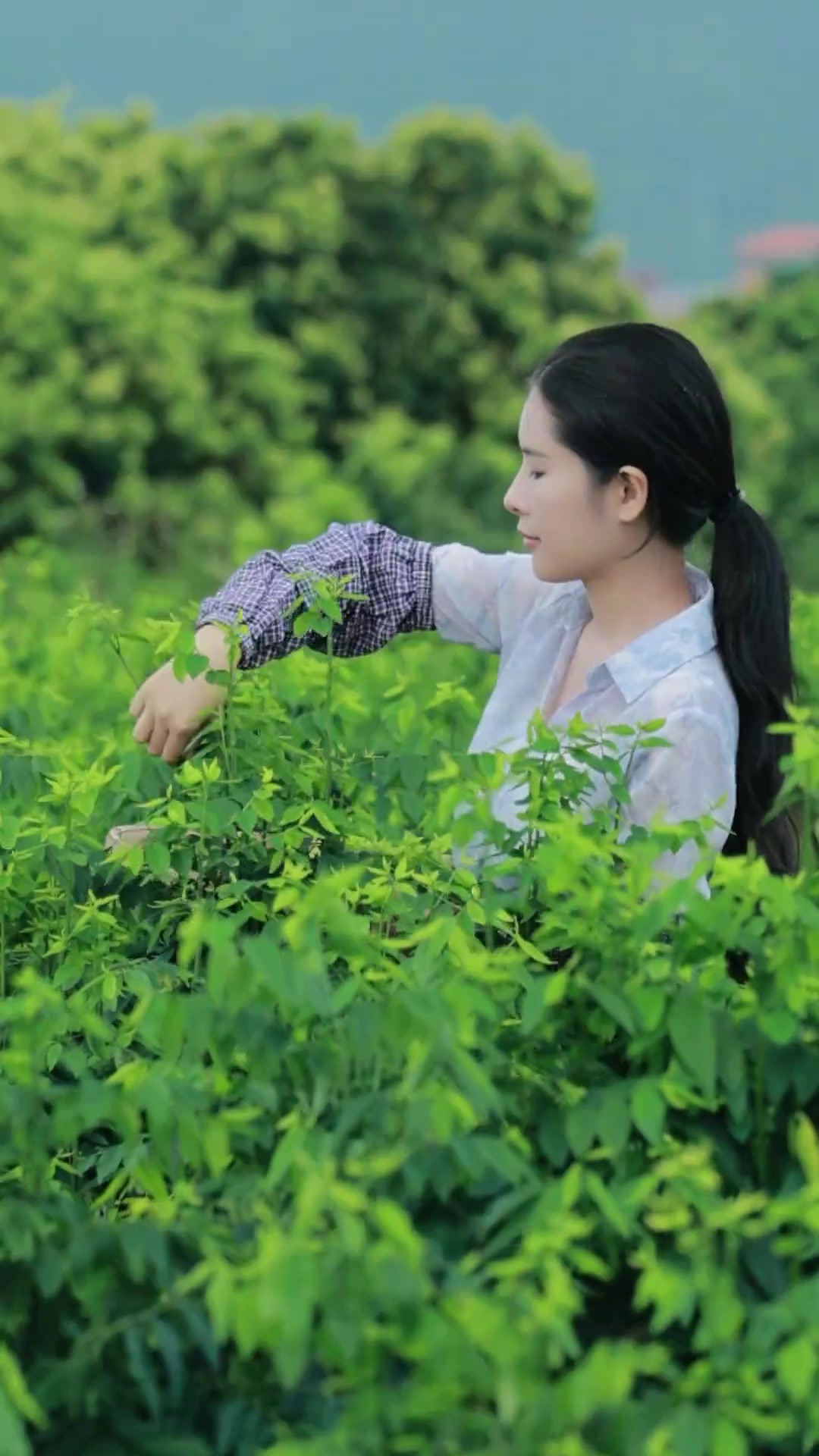 树仔菜像一颗颗小树,将其树梢的幼嫩茎叶摘下为菜