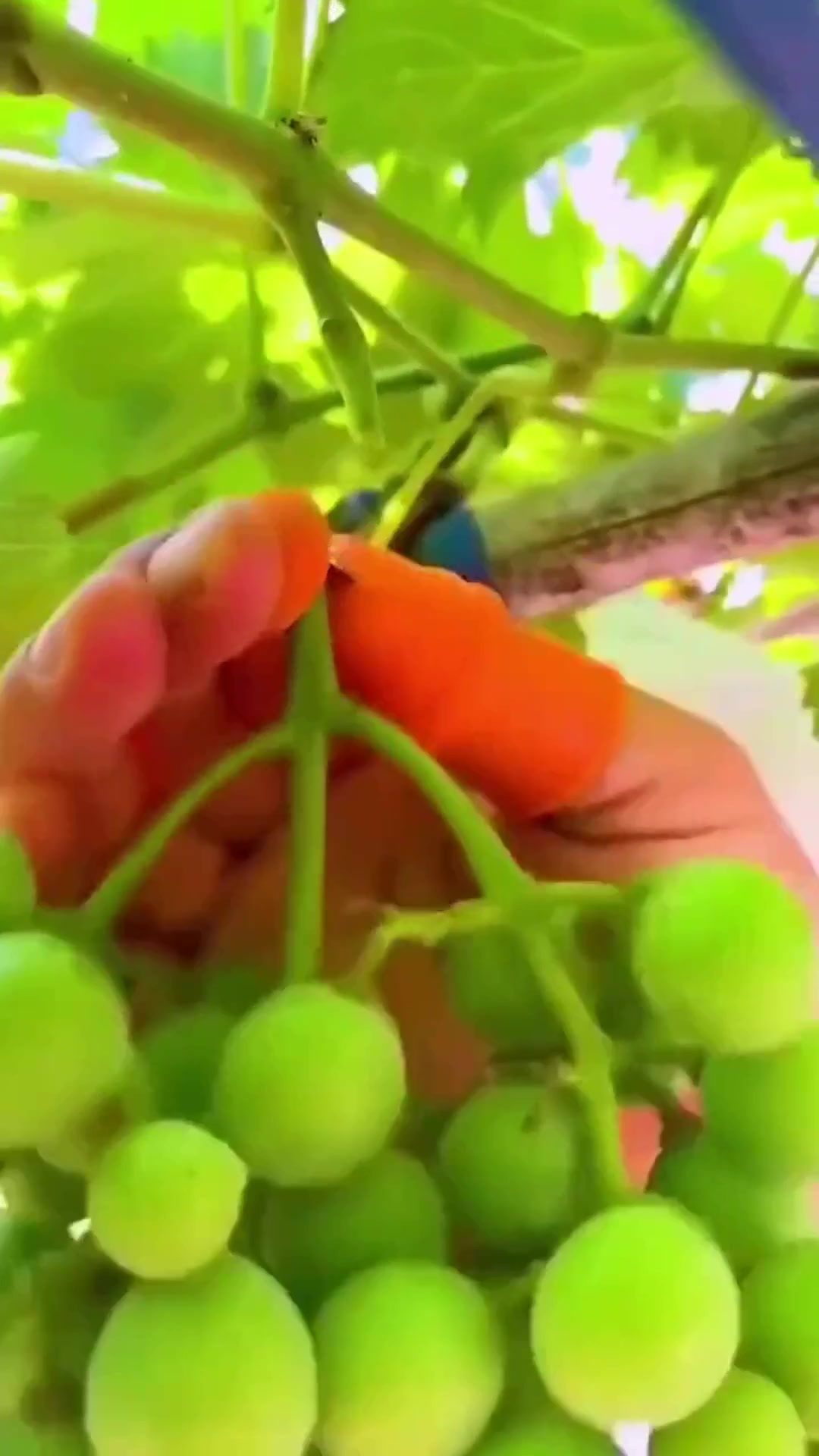 拇指刀,让摘菜变成一件轻松简单的小事