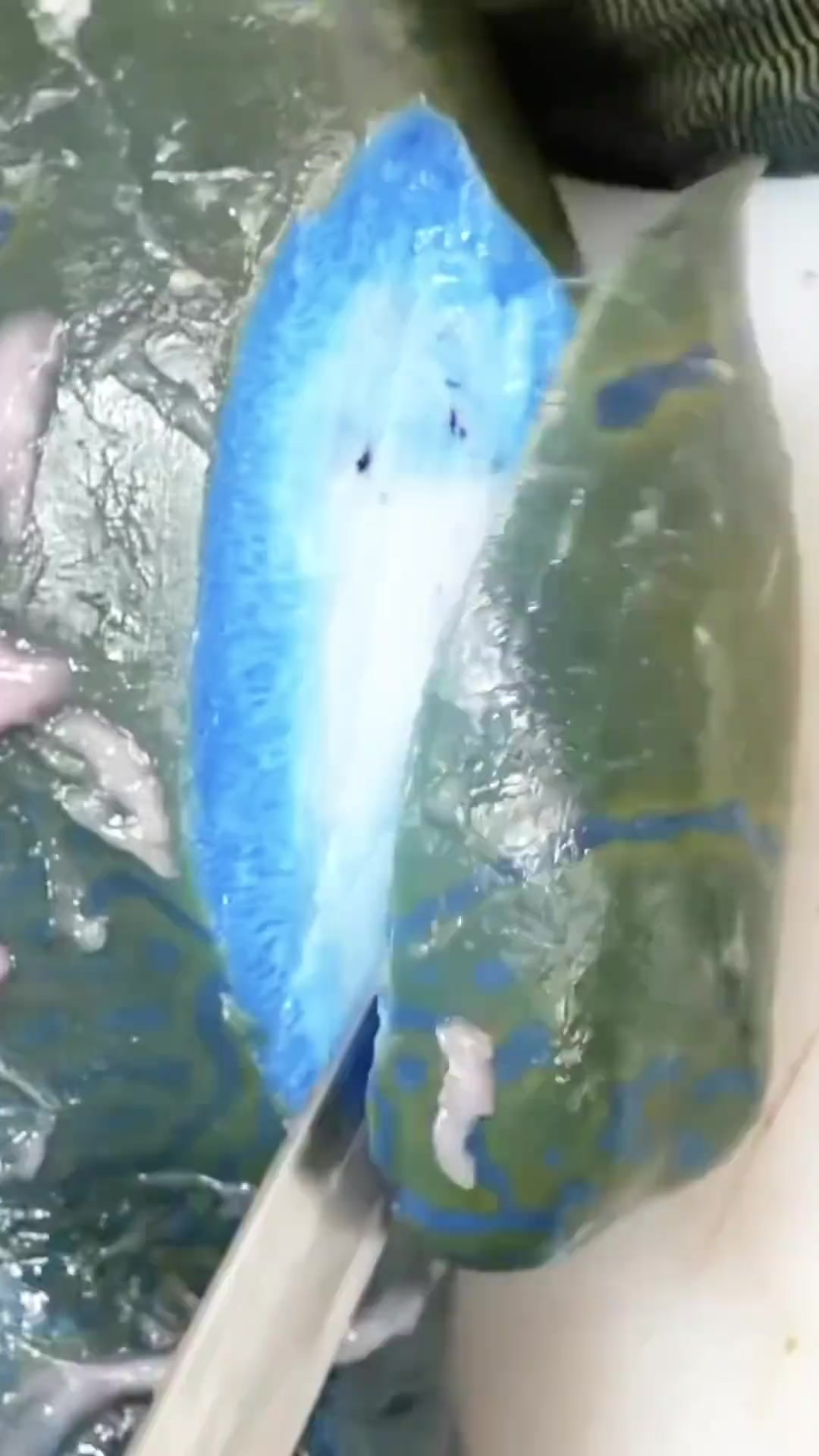 探秘世界濒危蓝色深海怪鱼，狂遛三个小时未出水