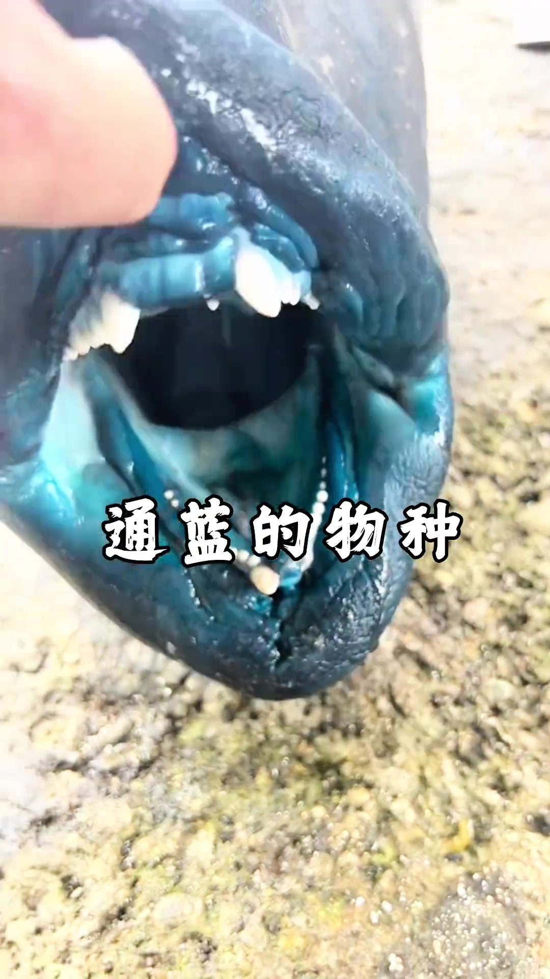探钓世界濒危蓝色深海怪鱼，稀有鱼涮火锅，一定要看到最后