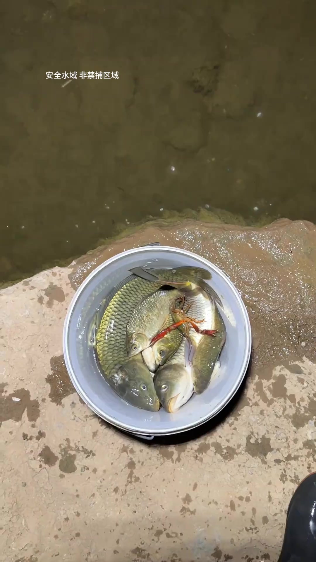 夜晚小溪抓鱼，偶遇鲤鱼，收获满满