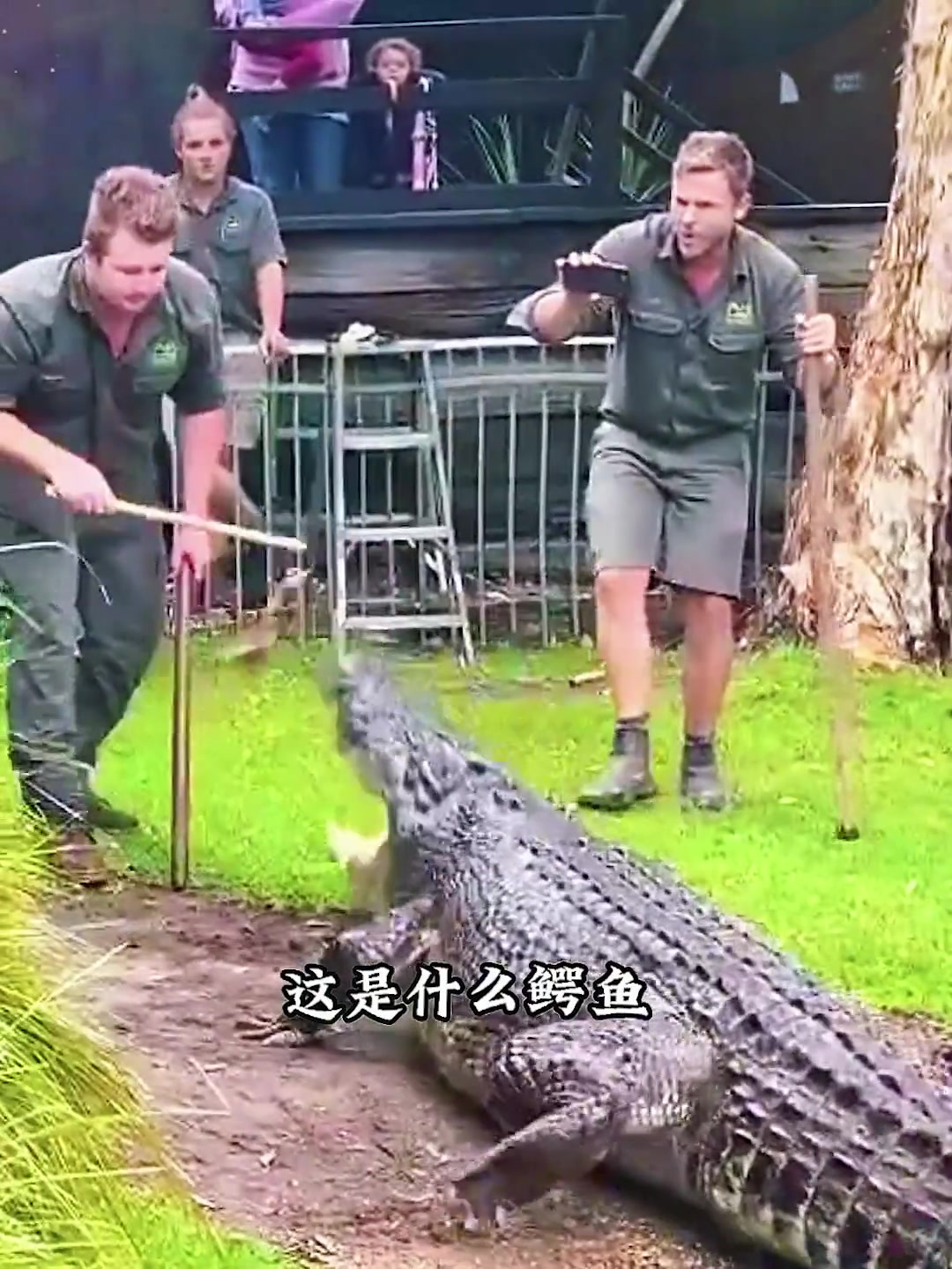 分享15种鳄鱼的种类，你认识几种？