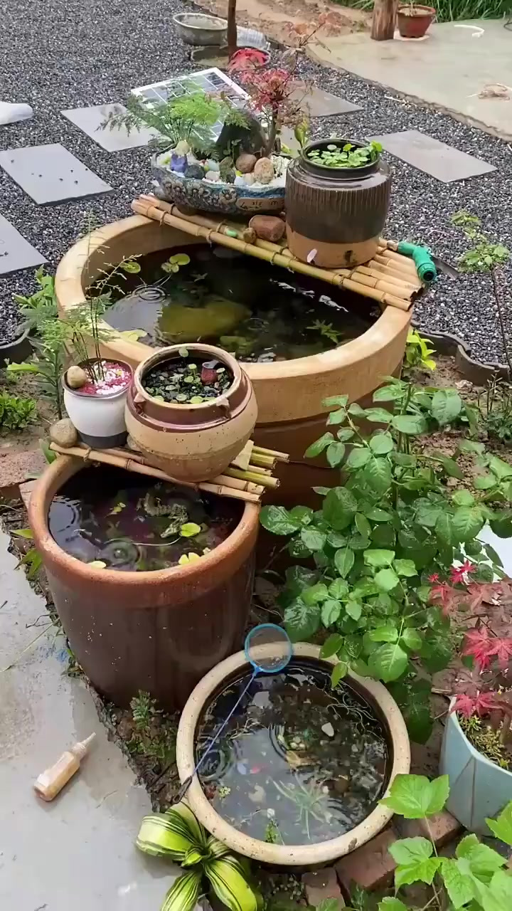 用大菜缸搞古法养鱼，大家看看效果怎么样