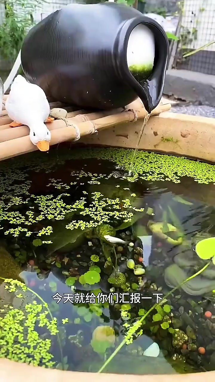 生态养鱼后续来啦，鱼都活的好好的